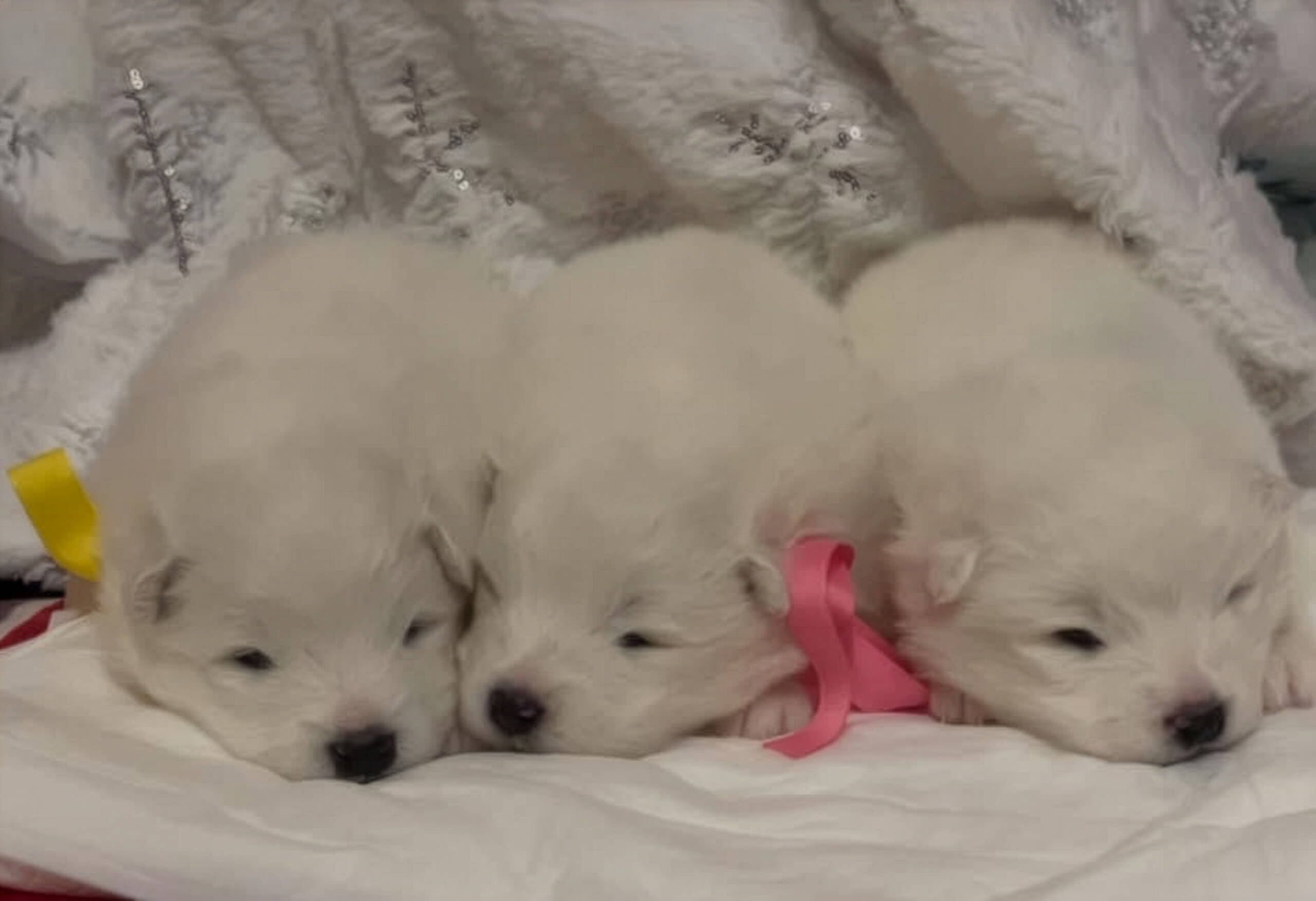 Cuccioli di Il Samoiedo dell'allevamento Snow Ecstasy