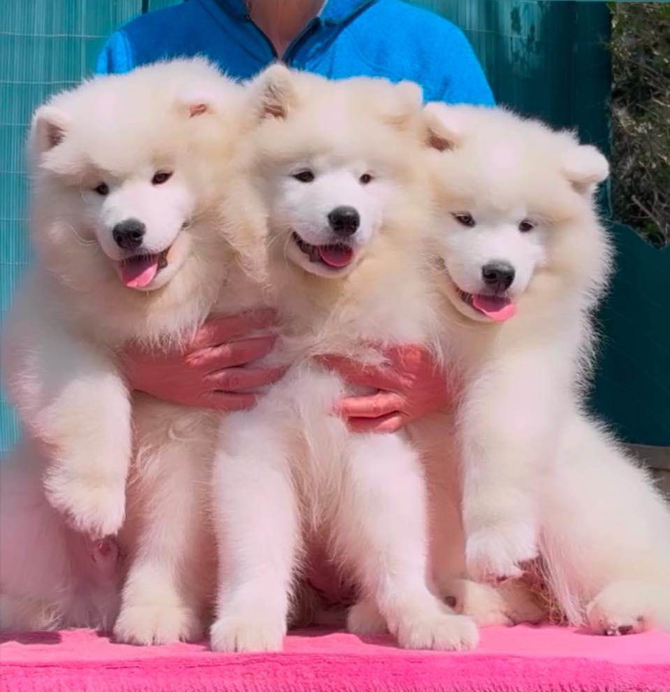 Cucciolo di Samoiedo dell'allevamento Snow Ecstasy