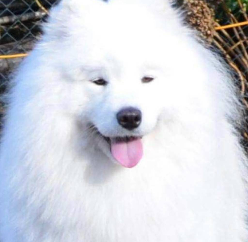 Il Samoiedo adulto dell'allevamento Snow Ecstasy