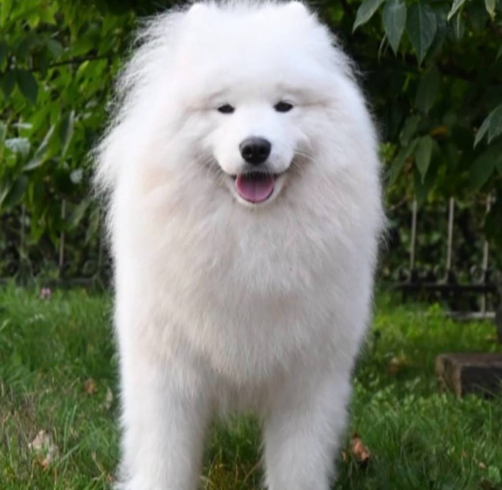 Cuccioli di Samoiedo dell'allevamento Snow Ecstasy