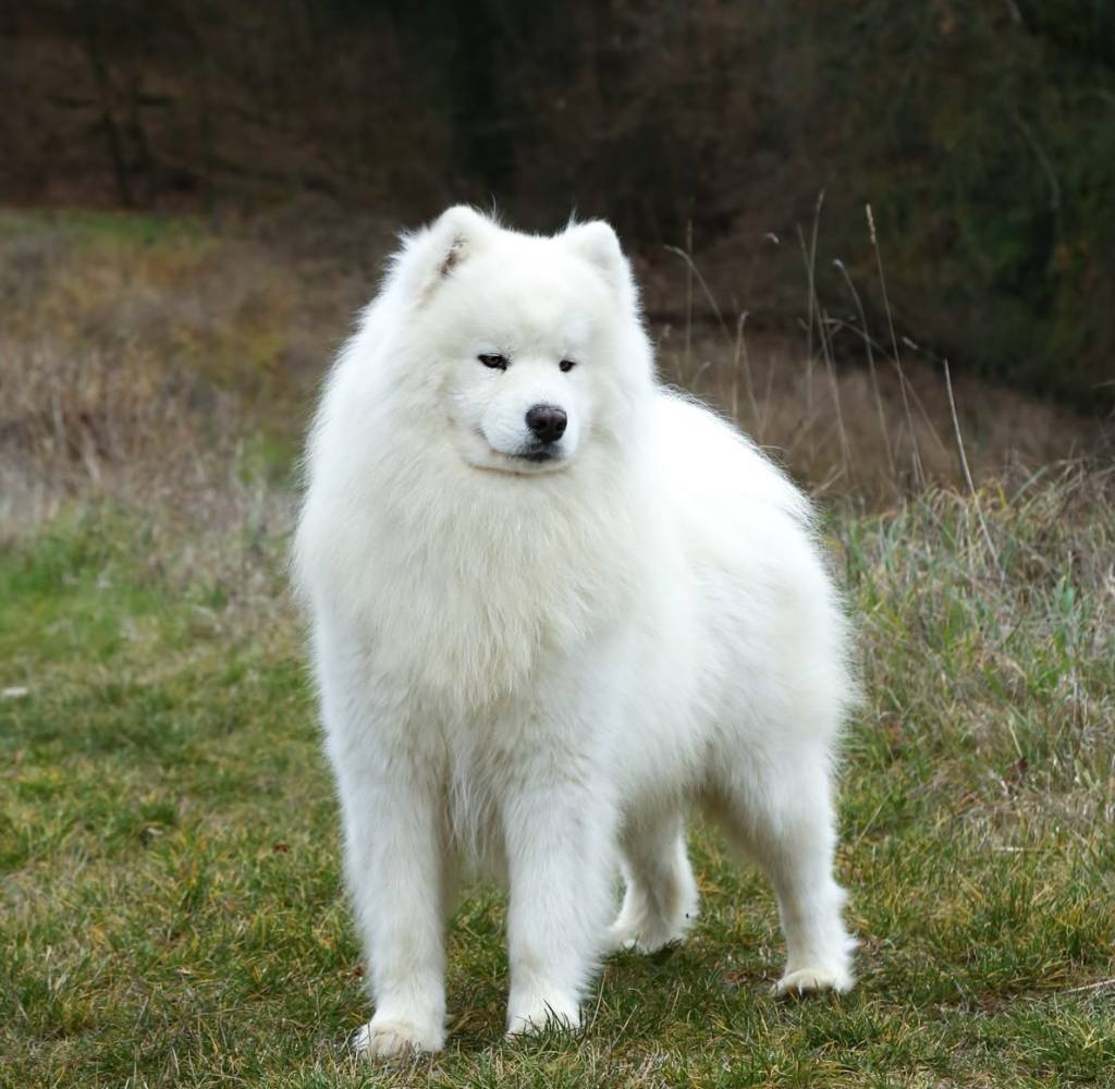 Cuccioli di Samoiedo con la mamma